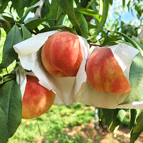 경북 부드럽고 달콤한 황도 복숭아